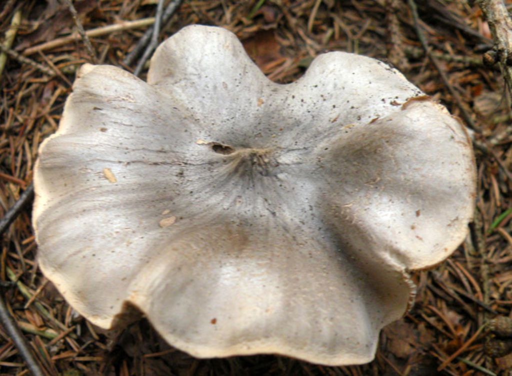 Inocybe o Entoloma?